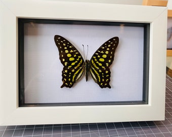 Graphium Agamemnon - SwallowTail - Dorsal display