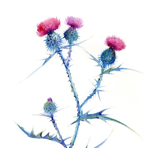 Digital download original watercolor painting thistle flowers pink flowers home decor art illustration gift botanic plants colour original