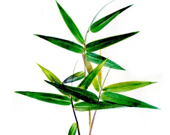 Bamboo leaves original watercolor painting green herb original watercolor painting gift botanic gardens wall art home design