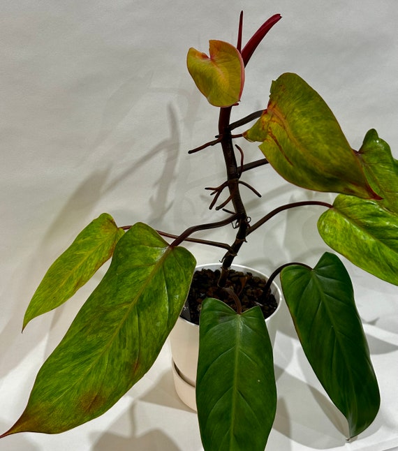 Philodendron PAINTED LADY - Sphagnum Moss Rooting Cuttings - Etsy UK