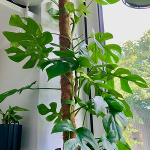 May include: A Monstera Deliciosa plant with large, green leaves growing up a moss pole. The plant is potted in a black pot and is sitting in front of a window.