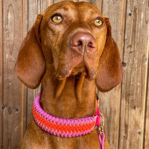 May include: A brown dog with a pink and orange braided collar. The dog has brown fur and yellow eyes. The collar is secured with a silver clasp and a matching pink leash.