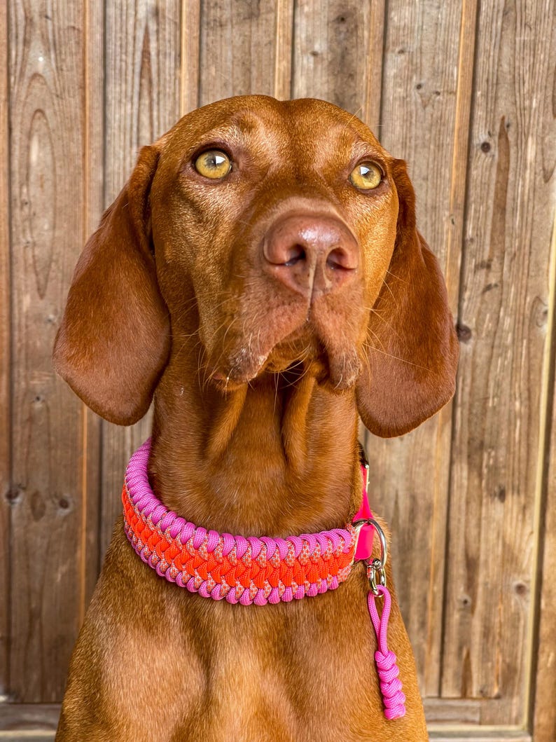 May include: A brown dog with a pink and orange braided collar. The dog has brown fur and yellow eyes. The collar is secured with a silver clasp and a matching pink leash.