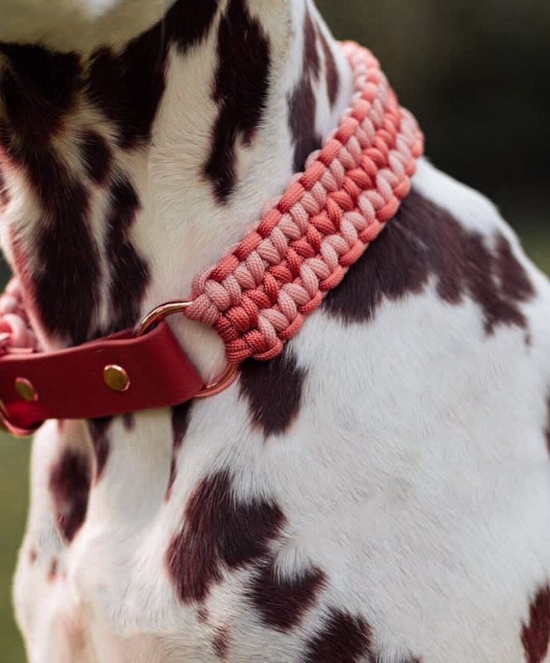 Paracord dog hotsell collar supplies