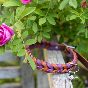 May include: A braided leather dog collar in brown and purple with a silver clasp. The collar is resting on a wooden surface with pink flowers in the background.