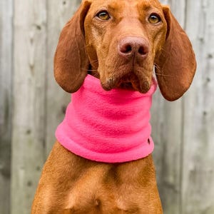 Könnte beinhalten: Ein Vizsla-Hund mit braunem Fell und Schlappohren, der einen leuchtend rosa Fleece-Halswärmer trägt. Der Hund schaut direkt in die Kamera. Der Hintergrund ist ein verwitterter Holzzaun.