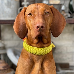 Pode incluir: Um cão Vizsla marrom e branco usando um colar trançado amarelo brilhante. O cão está olhando diretamente para a câmera com uma expressão séria.