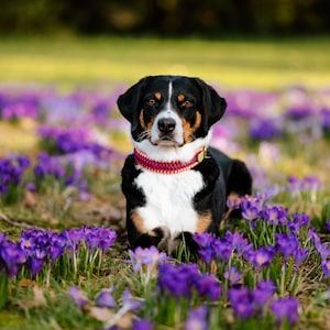 May include: A black, white, and brown dog with a red collar rests in a field of purple crocus flowers. The dog is centered in the frame, with a focused gaze. The background is a blurred green field.