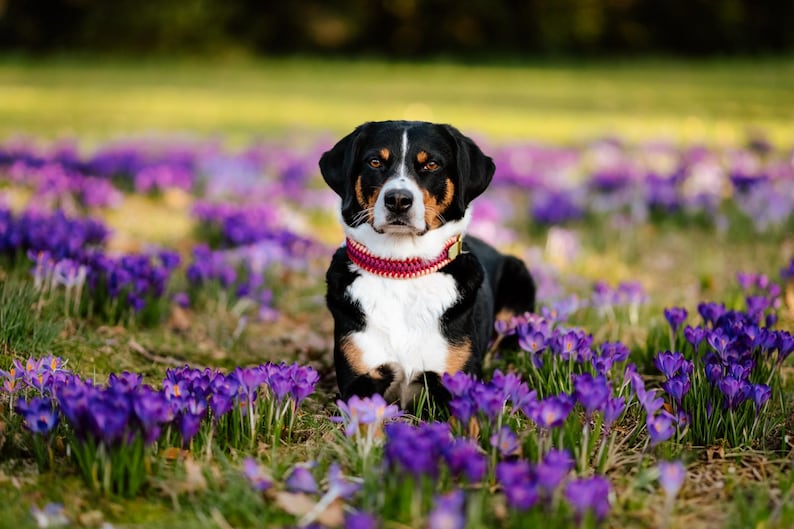 May include: A black, white, and brown dog with a red collar rests in a field of purple crocus flowers. The dog is centered in the frame, with a focused gaze. The background is a blurred green field.