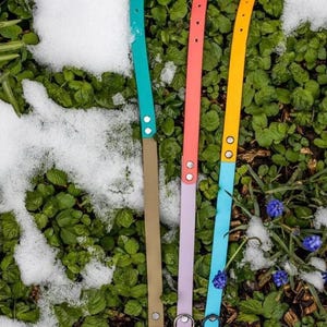 May include: Four colorful dog collars in teal, coral, yellow, and lavender. Each collar has a contrasting tan or blue section, with metal buckles and rivets. The collars are displayed on a bed of green foliage and snow.