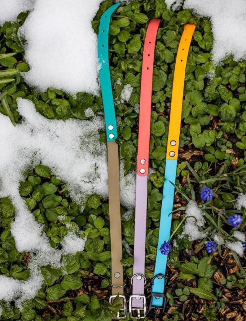 May include: Four colorful dog collars in teal, coral, yellow, and lavender. Each collar has a contrasting tan or blue section, with metal buckles and rivets. The collars are displayed on a bed of green foliage and snow.