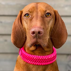 May include: A close-up portrait of a Vizsla dog with a bright pink woven collar. The dog has short, reddish-brown fur, a pink nose, and amber eyes. The collar is thick and appears to be made of braided material.