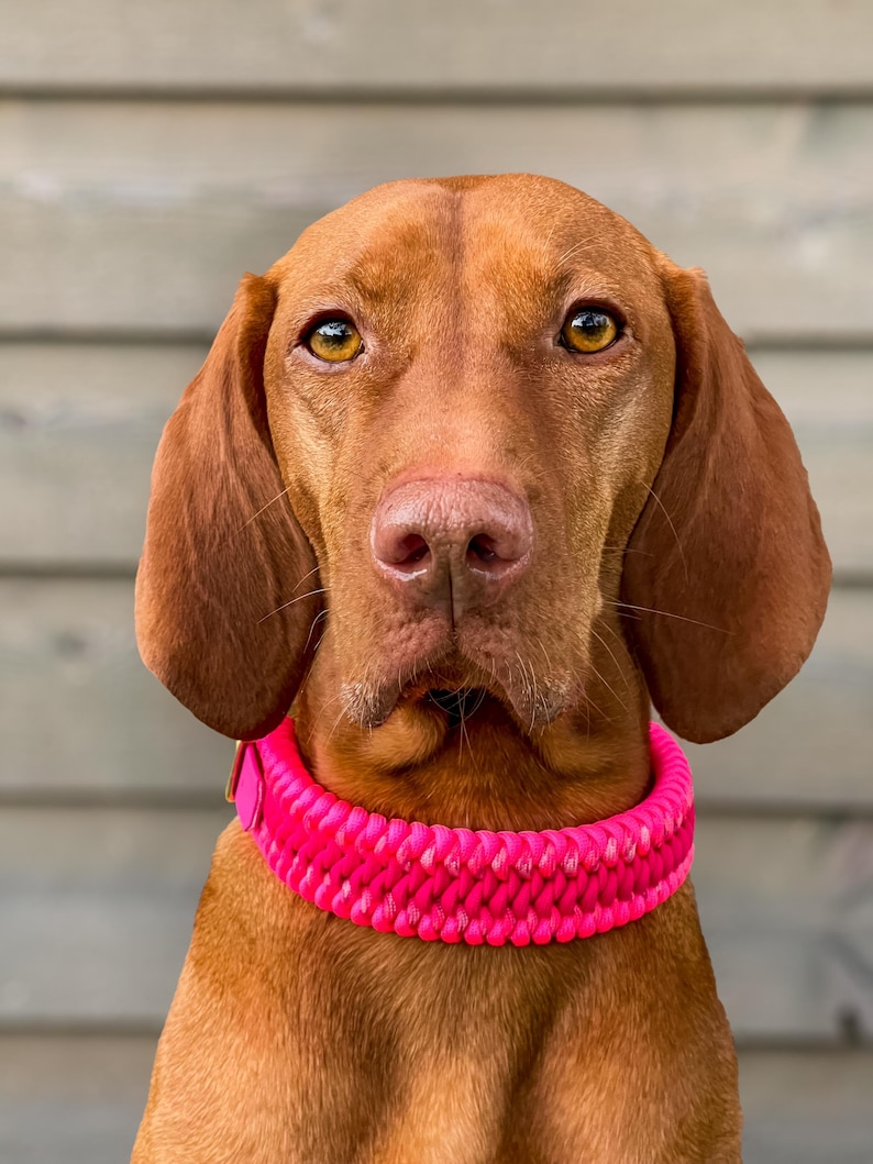 May include: A close-up portrait of a Vizsla dog with a bright pink woven collar. The dog has short, reddish-brown fur, a pink nose, and amber eyes. The collar is thick and appears to be made of braided material.