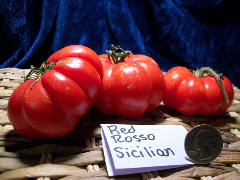 Red Rosso Sicilian Tomato Seeds image 2