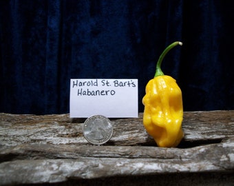 Harold St. Bart's Habanero pepper seeds