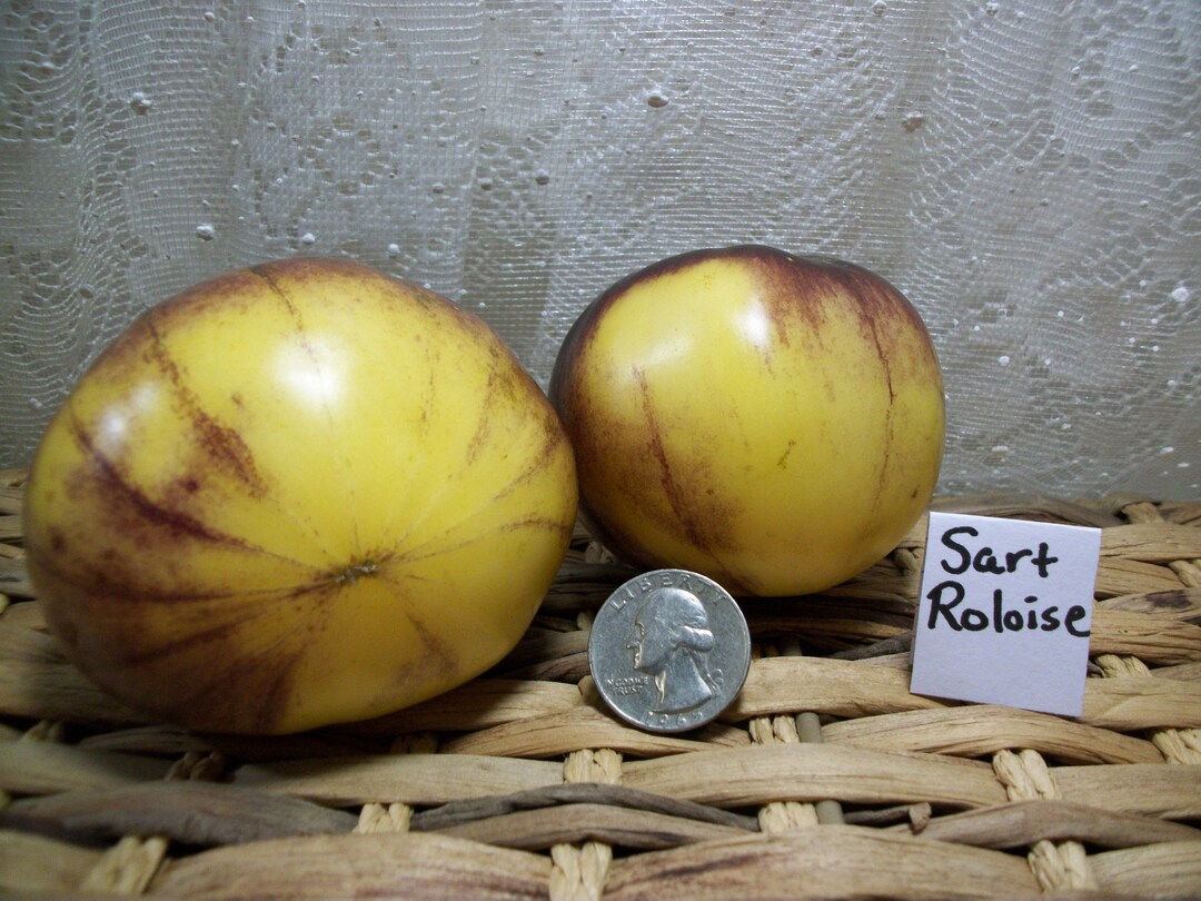 Sart Roloise Tomato Seeds - Etsy