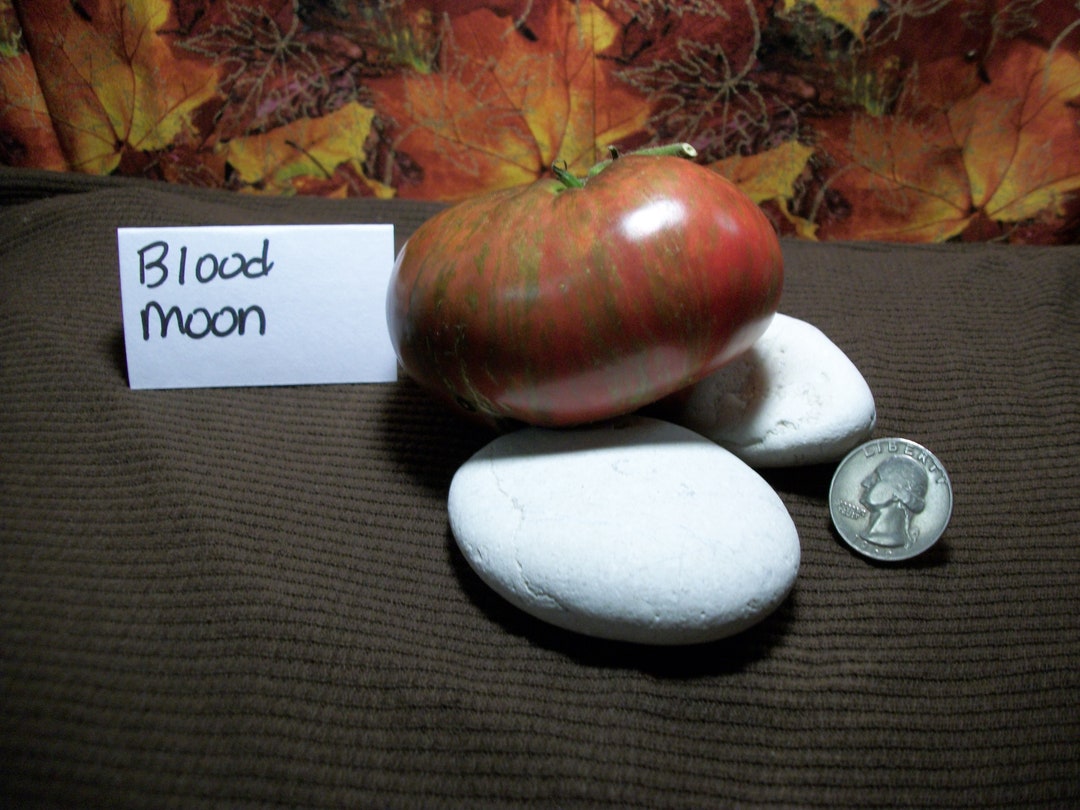 Blood Moon Tomato Seeds Etsy
