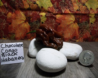 Habanero, Congo Black Chocolate pepper seeds