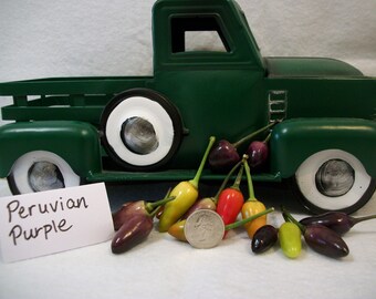 Peruvian Purple pepper seeds