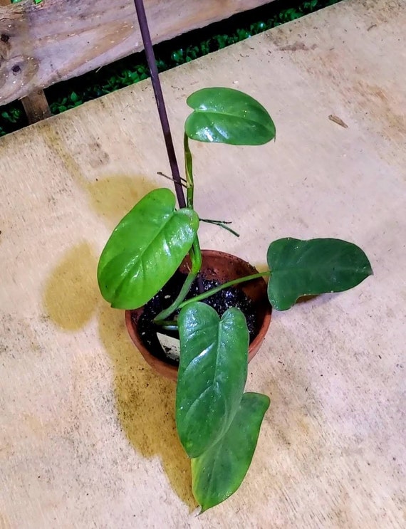 Philodendron Bipennifolium Horse Head or Fiddle Leaf Etsy