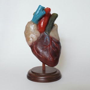 Wax Anatomical Human Heart | Human Heart Model |  Heart Anatomy Model | True to Size