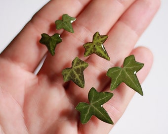 Earrings real ivy leaf / feuille de lierre clou d'oreille / bijou botanique / style elfique , magique / argent résine feuille de lierre