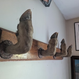 May include: A wall-mounted rack featuring four taxidermy animal hooves attached to a rectangular wooden board. Each hoof is secured to the wood with a circular metal base, functioning as a hook. The wood has a natural grain finish.