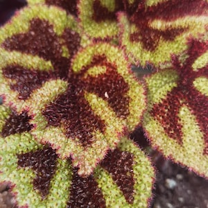 Masoniana Begonia| Small Plant| Established Rooting System