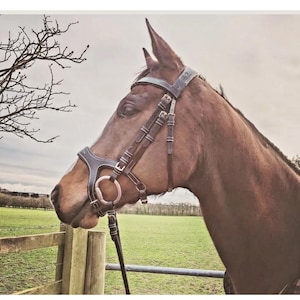 Anatomical Leather Horse Bridle: Padded Comfort, Black or Brown