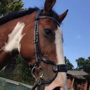 Anatomic Horse Bridle, Padded Comfort, Poll Relief Black & Brown Leather Show Stitched