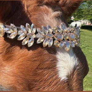 Könnte beinhalten: Ein Pferd mit einem dekorativen Stirnband. Das Stirnband ist schwarz mit einer Reihe klarer, facettierter Kristalle in einem blattartigen Design. Das Pferd hat braunes und weißes Fell.