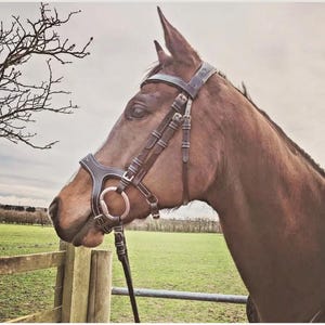 Anatomic Bridle: Show Stitch Padded Comfort Leather  Headpiece, Noseband Black Brown Leather
