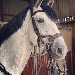 May include: A gray horse with a black mane and tail wearing a brown leather bridle with a bit. The horse is standing in a stable with wooden walls and a metal gate.