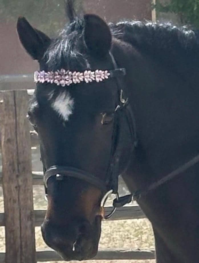 Snaffle grand prix classes proposed as double bridle debate continues