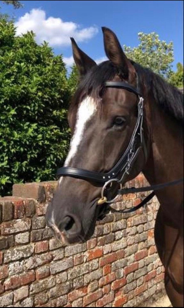 Velociti Dressage Bridle With Flash SHIRES Con Redini In Gomma Supergrip - Foto 9