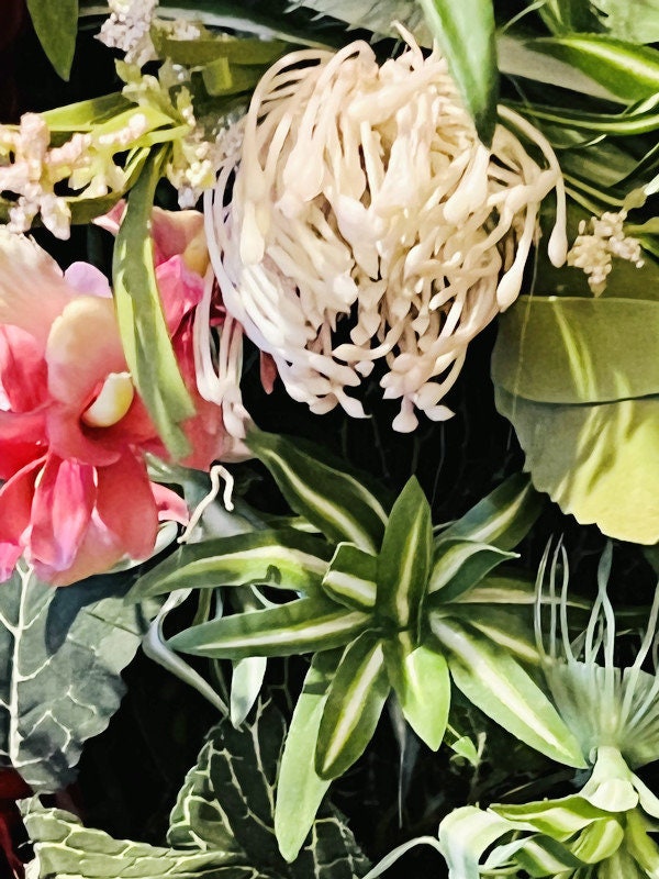 crassula argentea jade plant Crassula ovata - jade plant