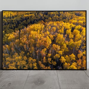 Aspens de otoño, antena de la hora dorada, impresión digital, descarga instantánea