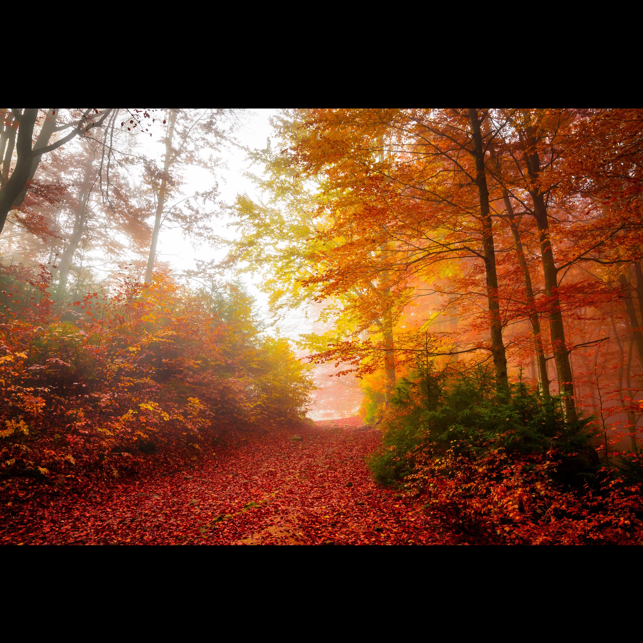35 Aesthetic Minimalist Fall Backgrounds Wallpaper, Fall Tumbler Wraps
