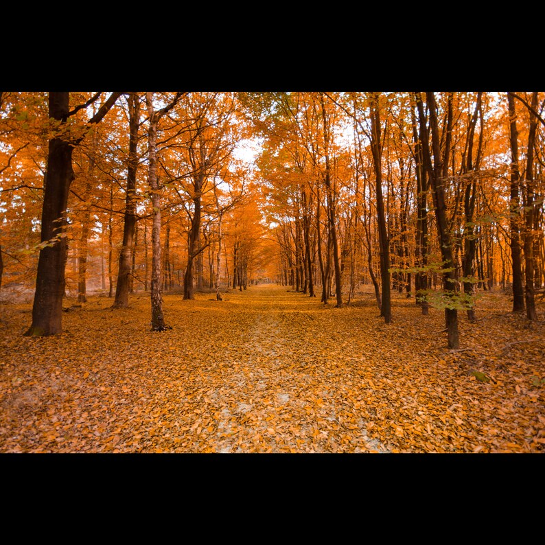 35 Aesthetic Minimalist Fall Backgrounds Wallpaper, Fall Tumbler Wraps