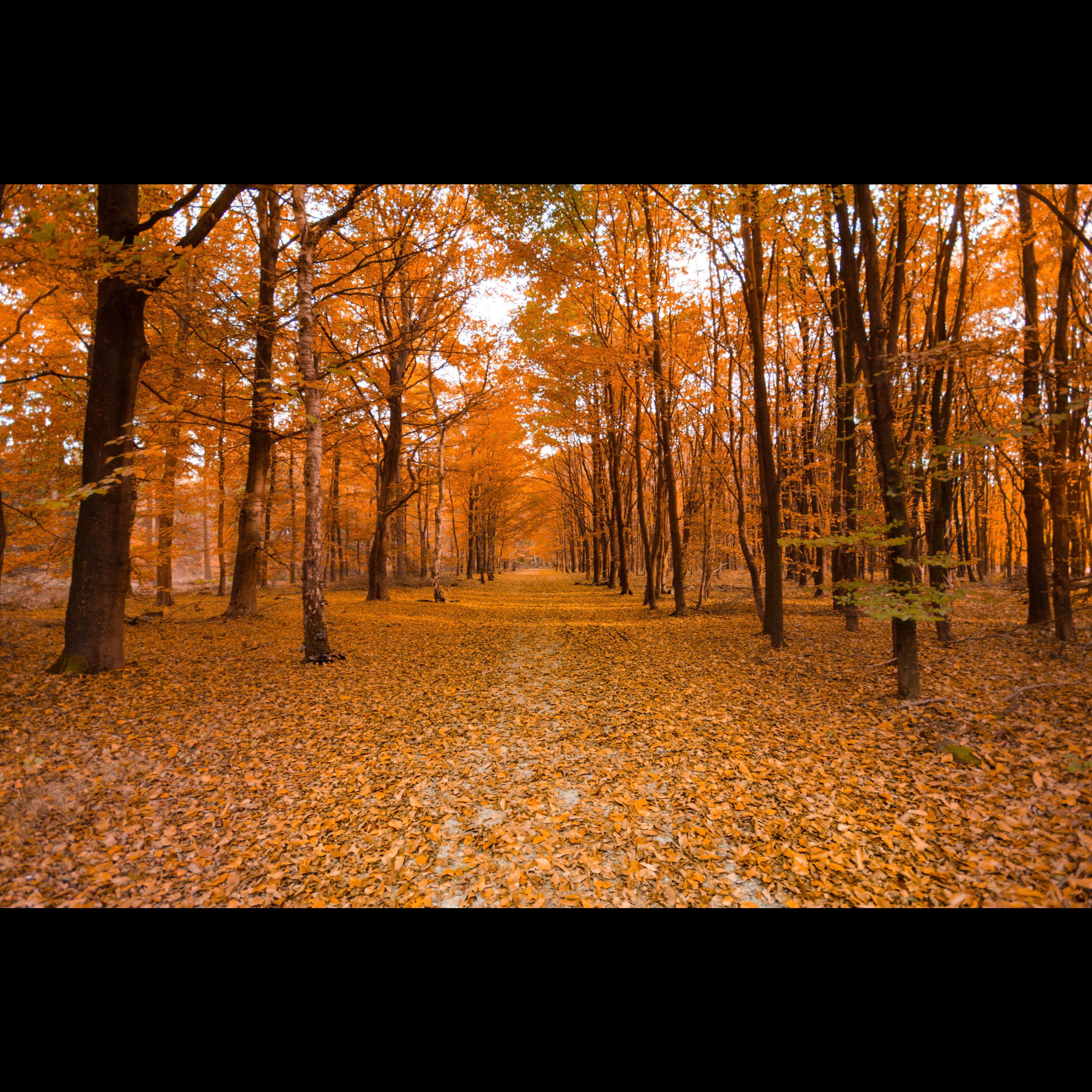 35 Aesthetic Minimalist Fall Backgrounds Wallpaper, Fall Tumbler Wraps