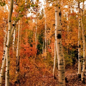 May include: A picturesque autumn forest scene. White birch trees with dark markings are in the foreground, set against a backdrop of vivid orange and yellow leaves. The image captures the serenity and beauty of nature.