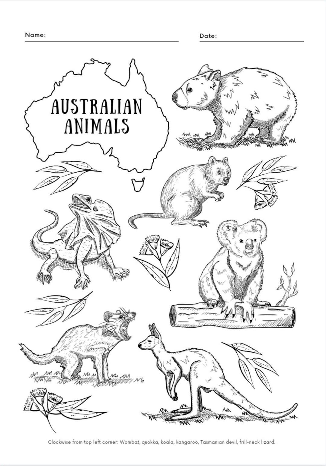 10 Australia Animal Coloring Pages for a Wild Adventure