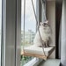 see more listings in the Cat tree section