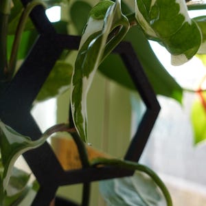 May include: A variegated houseplant with green and white leaves growing in a black pot. The plant is growing up a black hexagonal trellis.