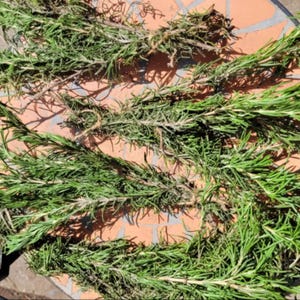 Fresh Rosemary Bundles