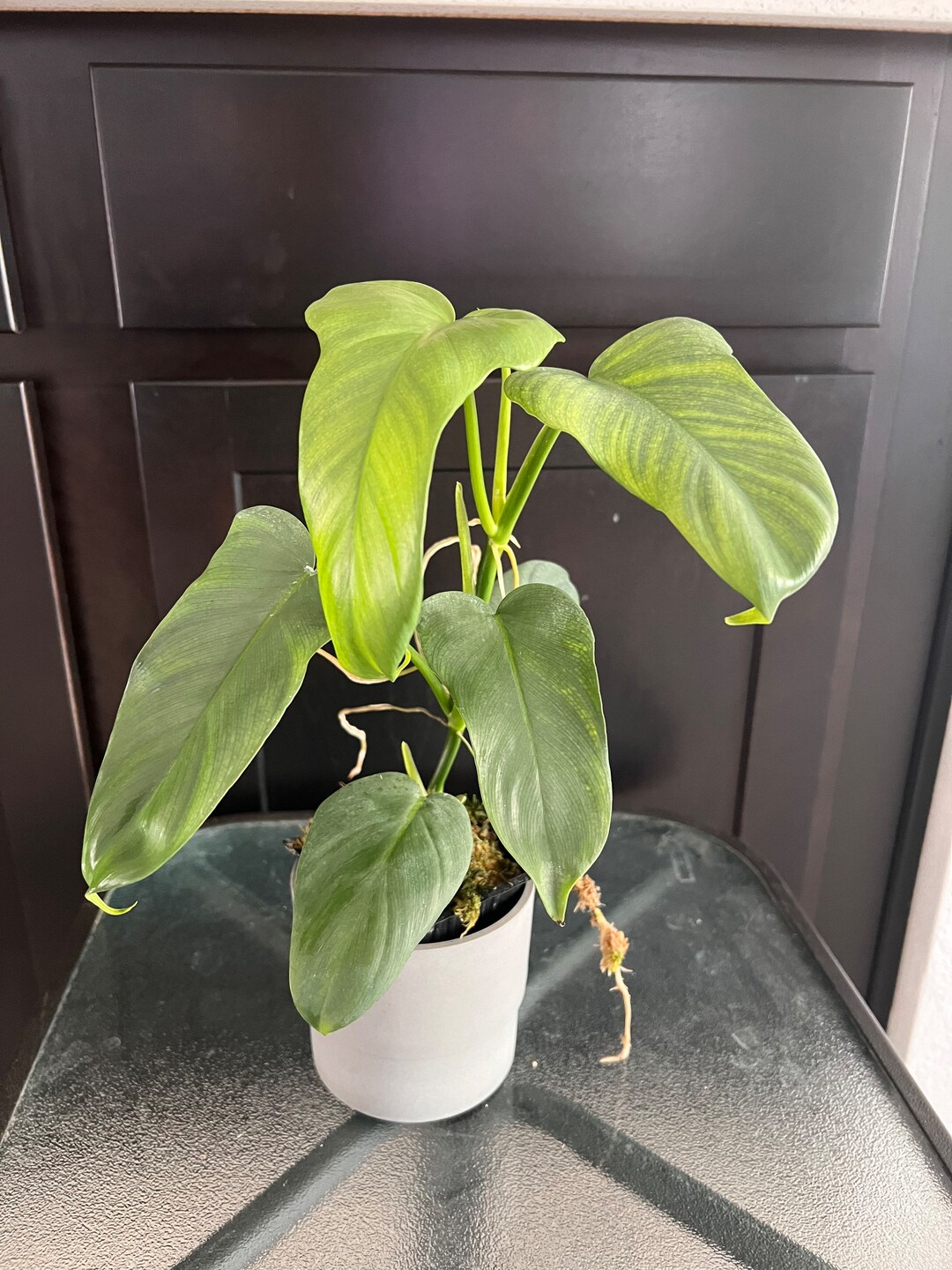 Philodendron Bipennifolium Horse Head Rooted and Potted Etsy