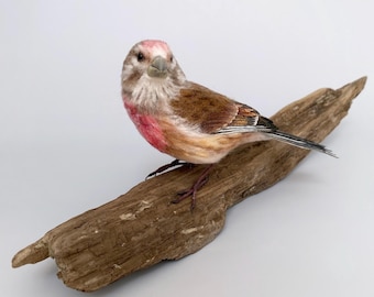 Fanello comune Uccello Lana Souvenir Natura