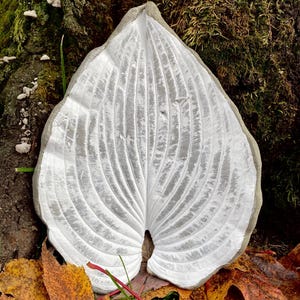 May include: A large, white, leaf-shaped garden ornament with detailed veining. The concrete leaf is set among fallen autumn leaves and a mossy tree trunk, creating a naturalistic garden accent. The leaf's dimensions are approximately 18 inches long and 12 inches wide.