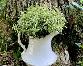 Green Plastic Decorative Fake Herb Plant Artificial Rosemary Bush 34cm 