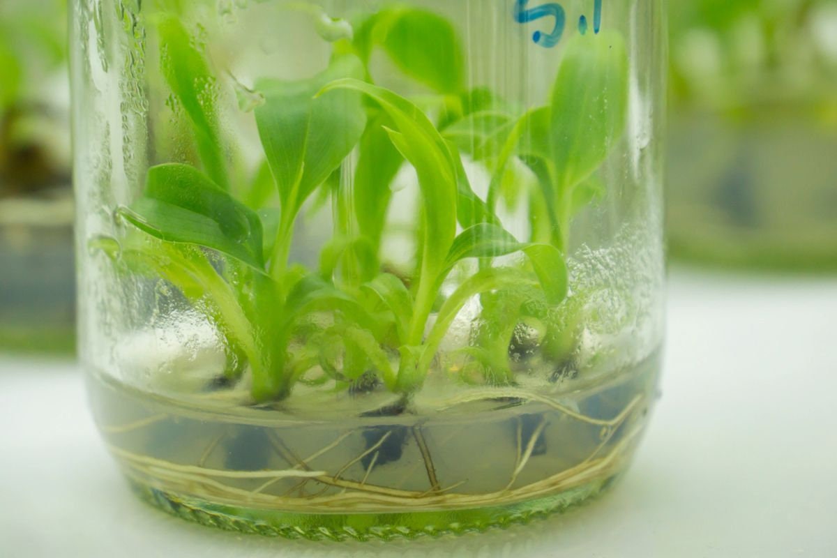 Starter Kit Plant Tissue Culture Cloning for Philodendron Etsy